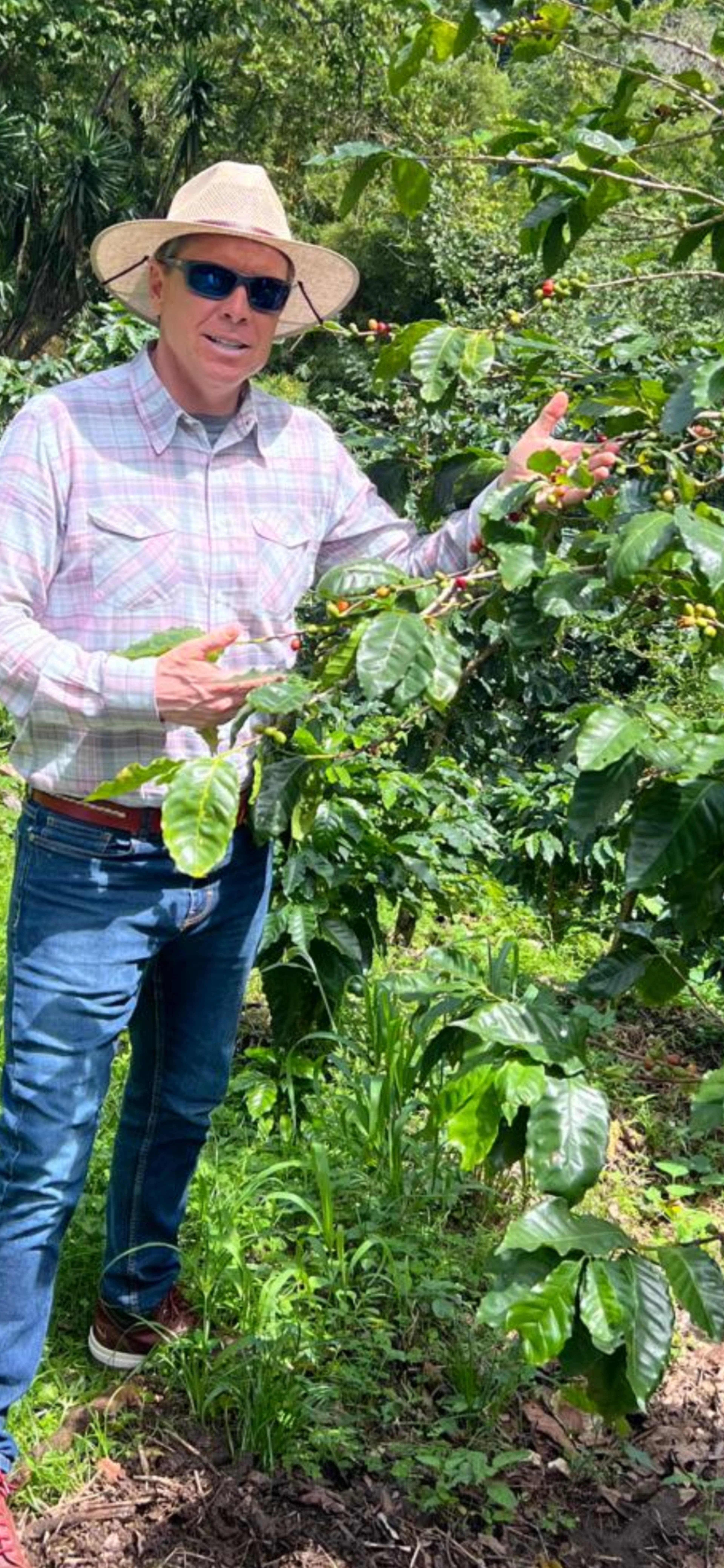 Tom Sessions at coffee origin — inspecting coffee plants at farm